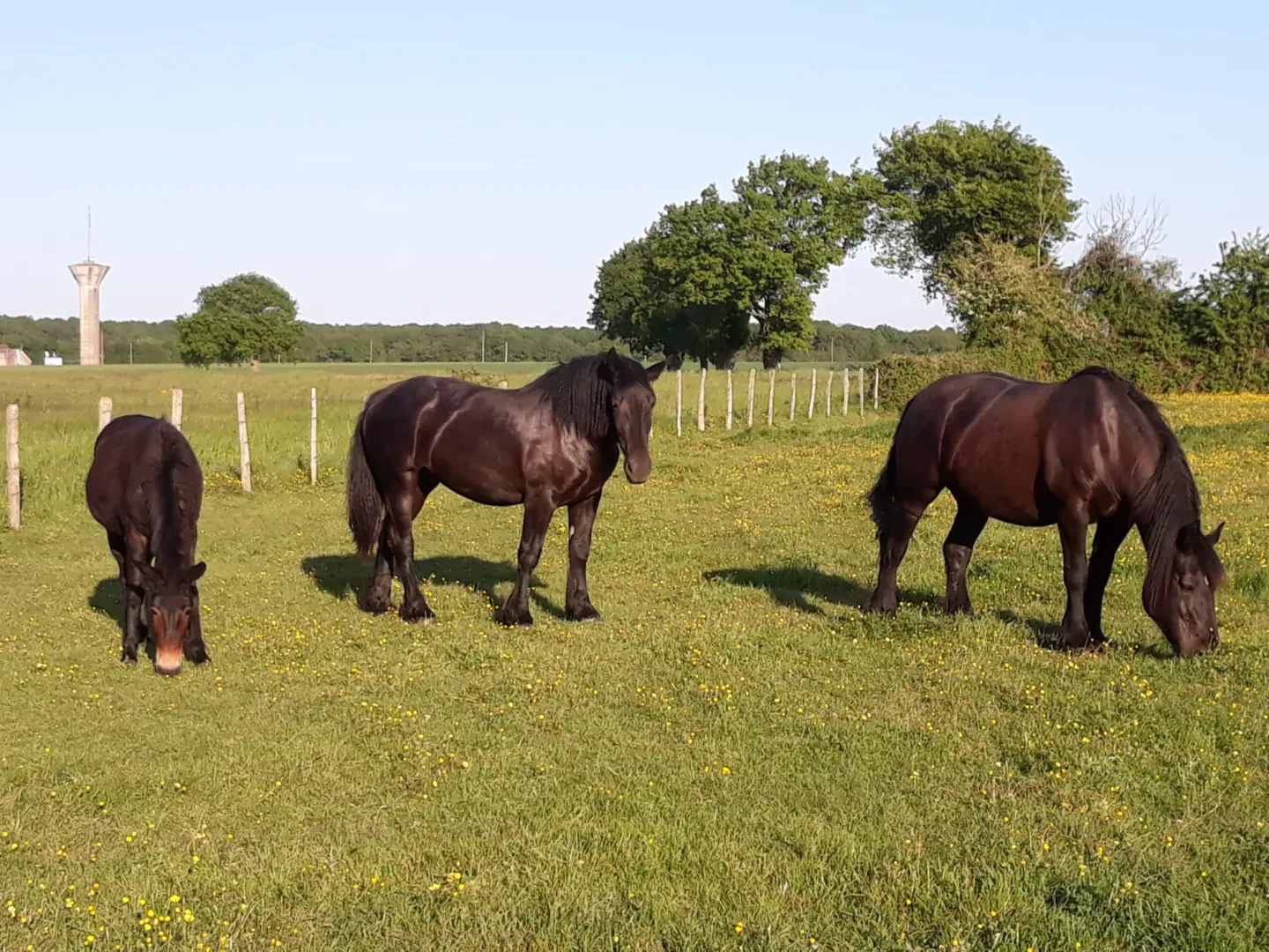 20190514_194756 Des chevaux percherons…