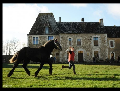 2018 – Un concours de chevaux percheron