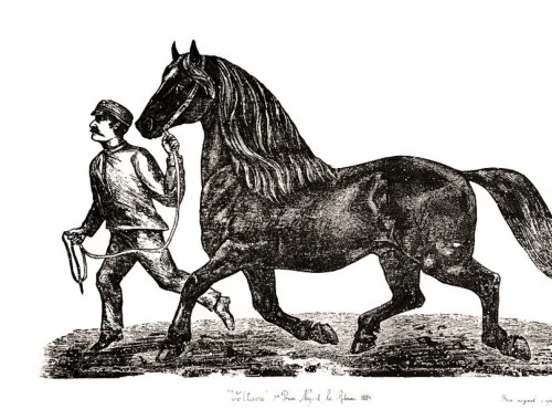 Une famille d&rsquo;éleveurs de chevaux percherons…